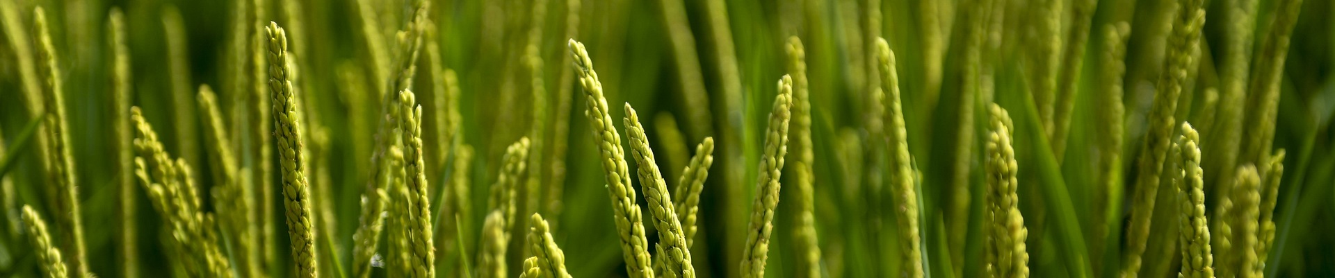 小麦水稻农业耕种.jpg