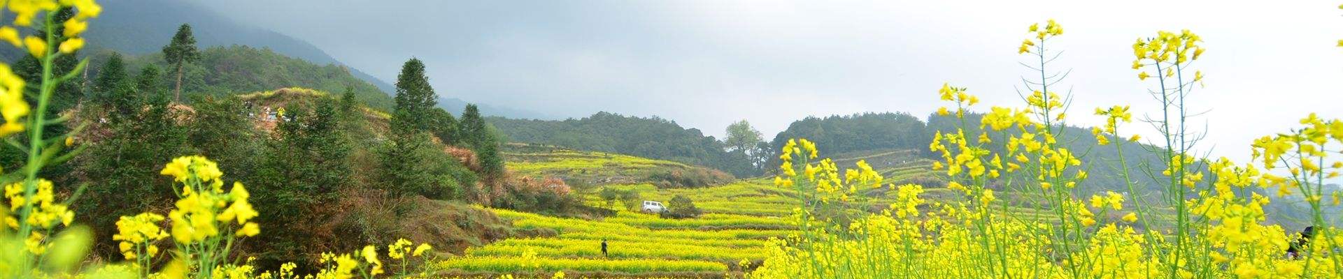 江西油菜花.jpg