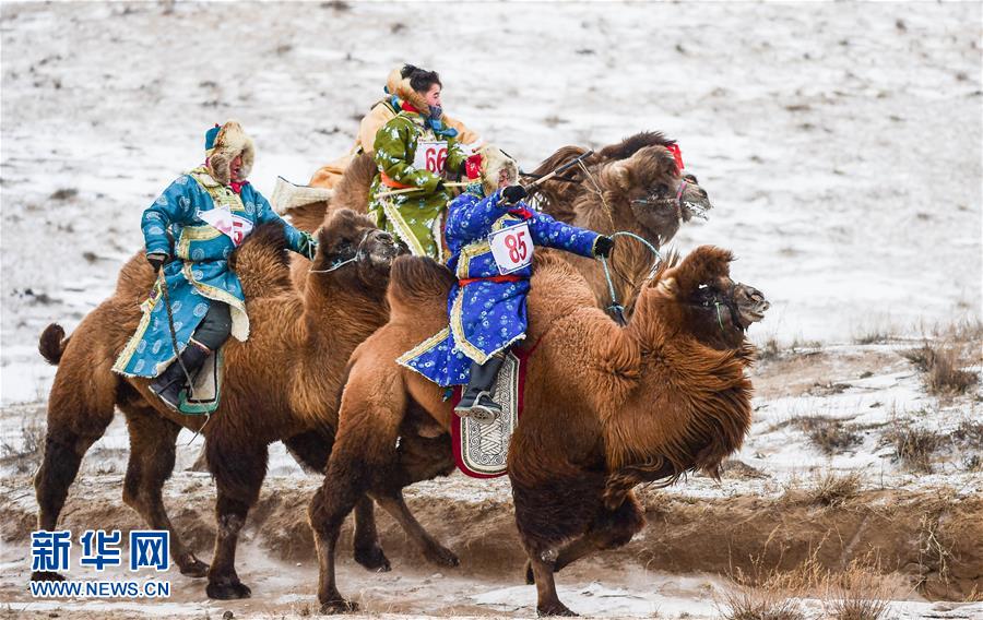 （体育）（1）雪域草原赛骆驼