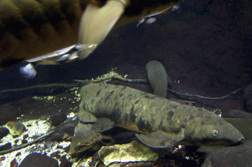 世界最长寿鱼在美水族馆离世