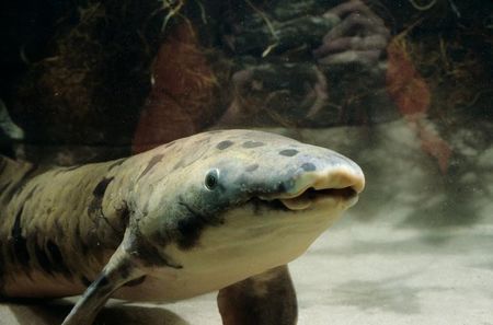 世界最长寿鱼在美水族馆离世【3】