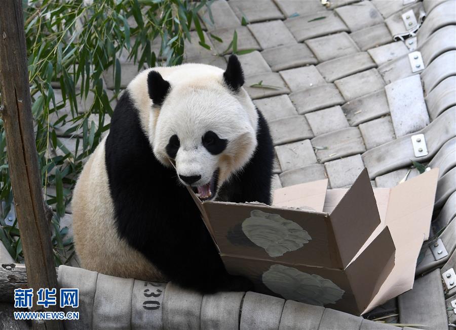 （国际）（3）旅美大熊猫“宝宝”即将回国