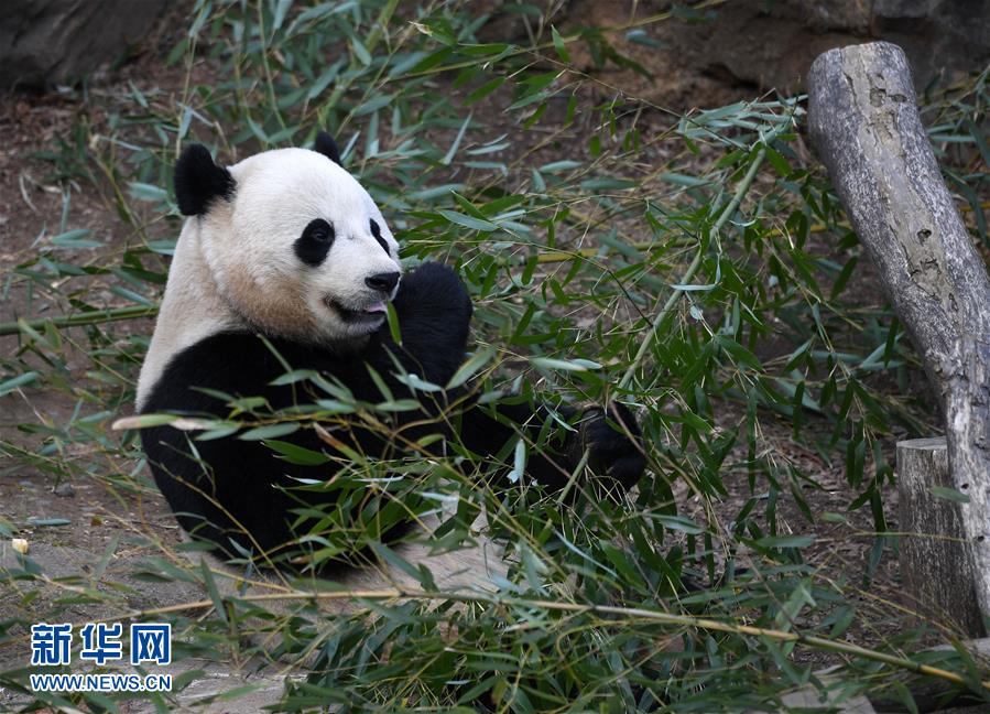 （国际）（5）旅美大熊猫“宝宝”即将回国
