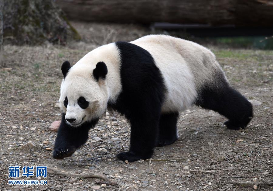 （国际）（6）旅美大熊猫“宝宝”即将回国