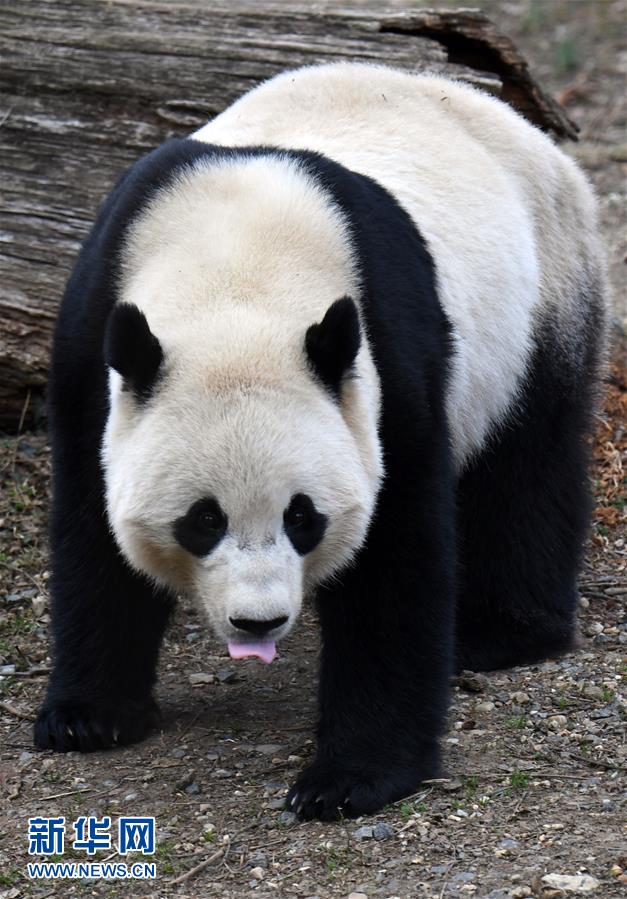 （国际）（7）旅美大熊猫“宝宝”即将回国