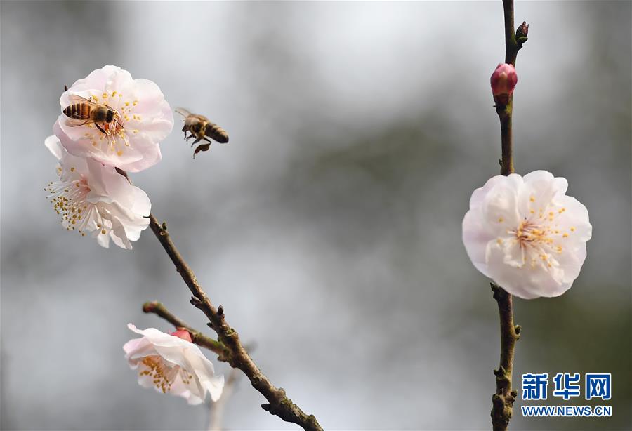 （春季美丽生态）（4）重庆进入赏花季