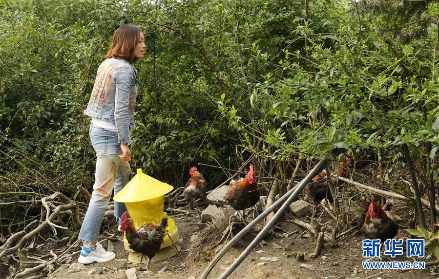 （社会）（3）云南镇雄：农家女返乡创业 带动乡亲养鸡脱贫