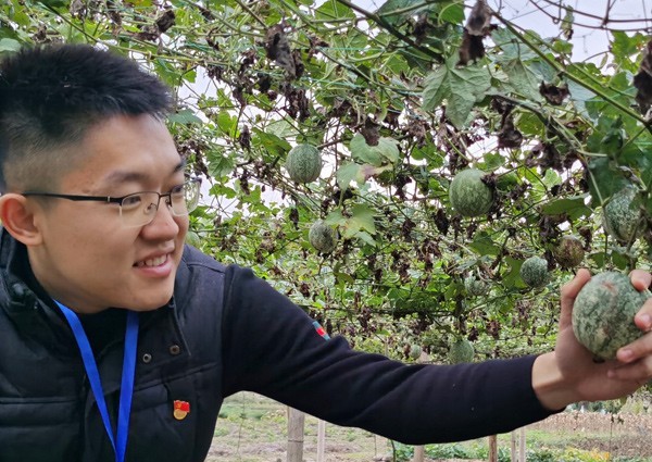 林润民查看吊瓜生长情况。桂林市税务局供图