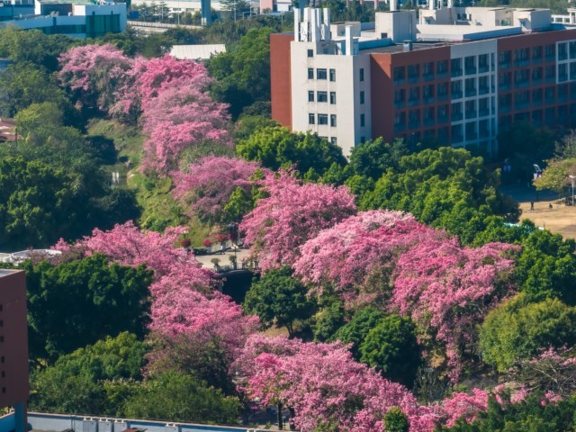 广州软件学院异木棉绽放。谢惠强摄