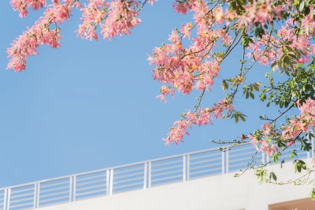 在华南农业大学,盛开的异木棉和教学楼共同构成一幅美丽广州冬景。关健鸿摄