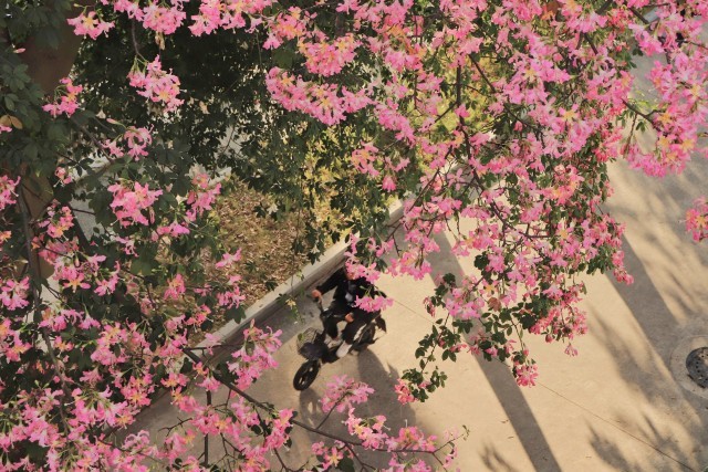 华南理工大学内的异木棉,形似桃夭,灼灼其华。许奕真摄