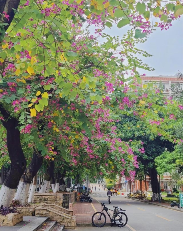 在暨南大学校园里的街道两旁,异木棉盛开。吴思远摄