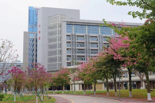 广东财经大学紫花风铃木盛开。周芷茵摄