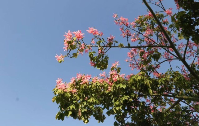 在广东财经大学,异木棉与蓝天交相辉映。林俊嘉摄