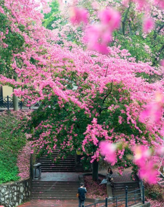 在广州软件学院,异木棉花绽放。房小铃摄