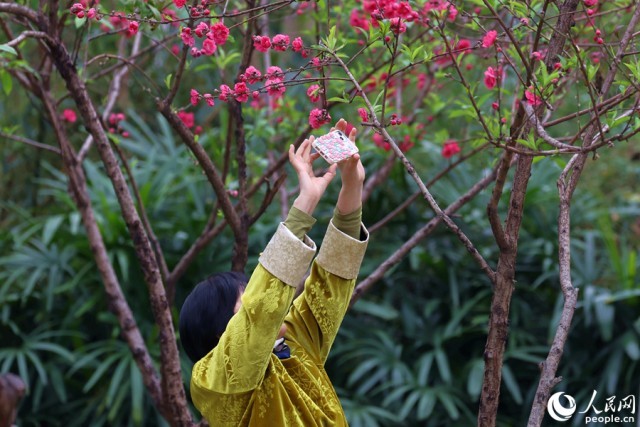 游客高举手机拍摄桃花美景。人民网记者 陈博摄