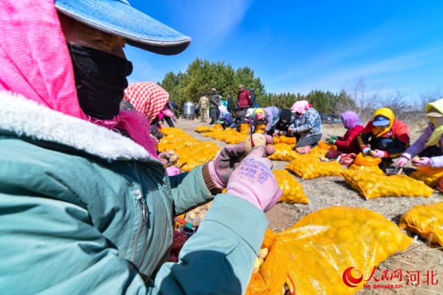 河北省承德市围场满族蒙古族自治县御道口镇，当地农民正在切割马铃薯种子。人民网记者 周博摄