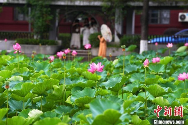 成都：四川大学荷花盛开成为毕业季打卡地