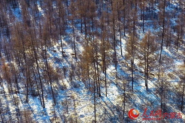 驯鹿穿行在林海间。根河市融媒体中心供图