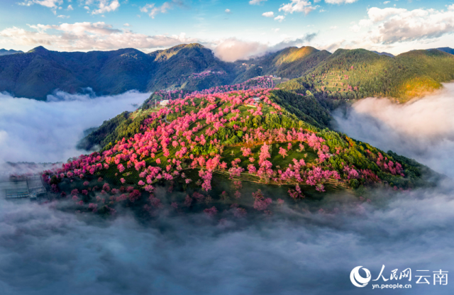 大理无量山樱花谷的雾中美景。杨继培摄