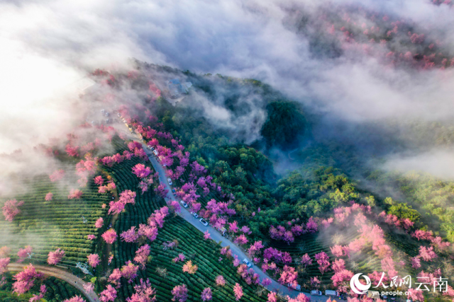 大理无量山樱花谷的雾中美景。杨继培摄