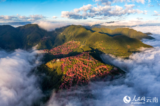 大理无量山樱花谷的雾中美景。杨继培摄