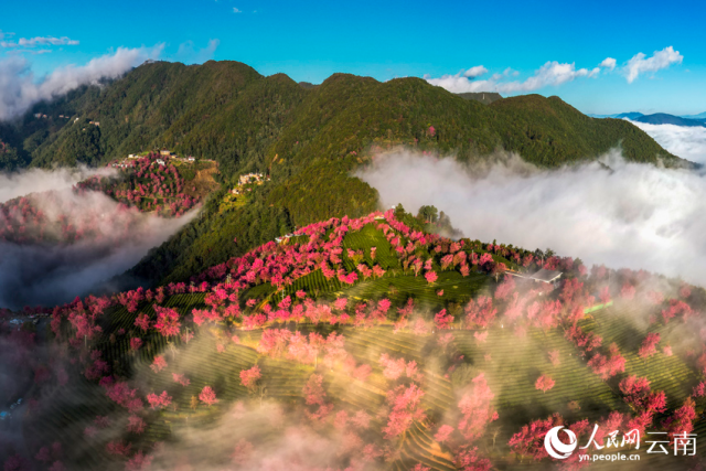 大理无量山樱花谷的雾中美景。杨继培摄