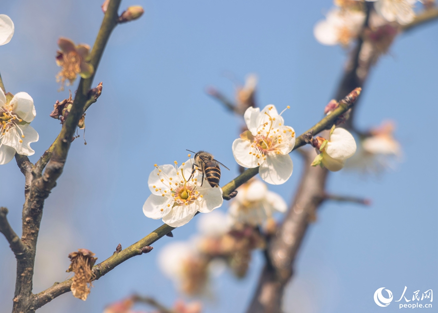 一只蜜蜂正在采食花蜜。人民网 林铭贤摄