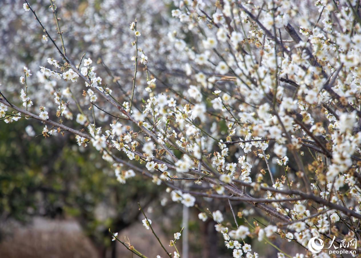 白梅缀满枝头。人民网 林铭贤摄