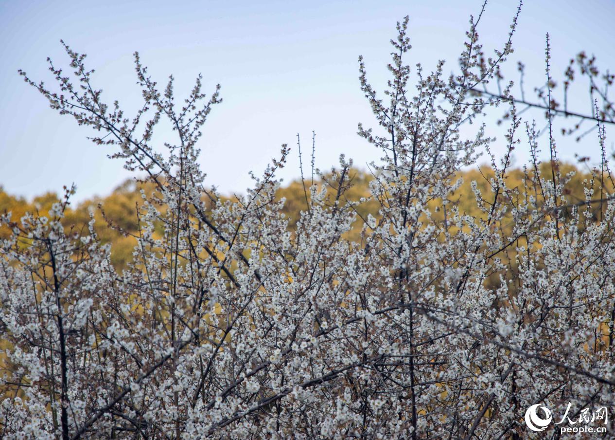 福州永泰素有“中国李梅之乡”的称号。人民网 林铭贤摄