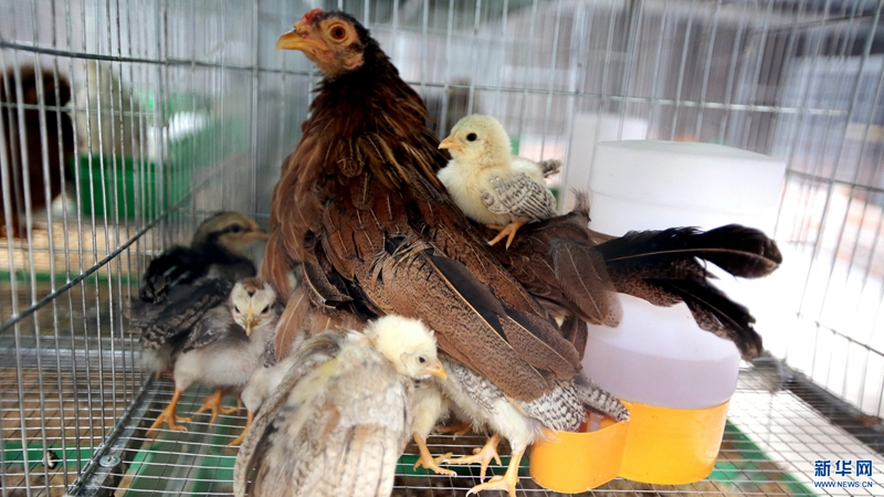 1月5日在越南河内附近的养鸡场拍摄的小鸡 .