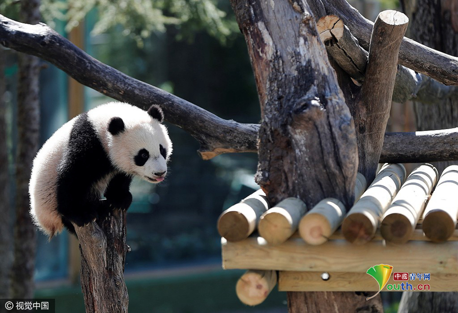 旅居西班牙大熊猫宝宝亮相 圆滚滚萌化人心