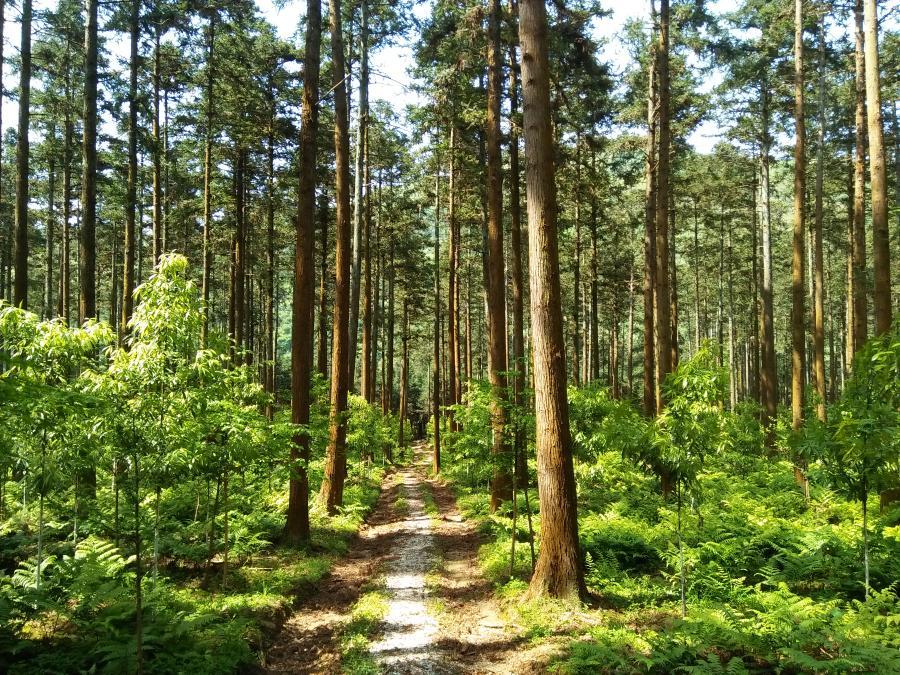 这是位于湖南省株洲市攸县黄丰桥林场的碳汇林.湖南省林业局供图